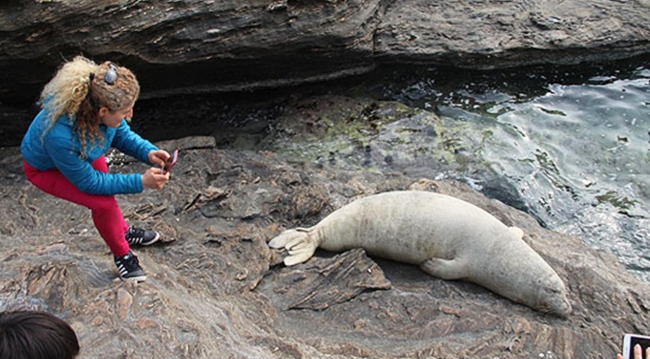Kayalıklara çıkan fok balığı ilgi odağı oldu